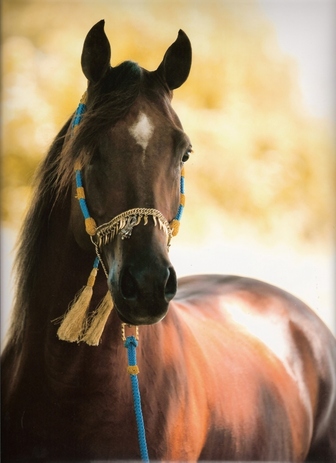 "ENCHANTED STALLION" ITEM #3915 Details about   COUNTRY ARTISTS HORSES-ARABIAN STALLION 