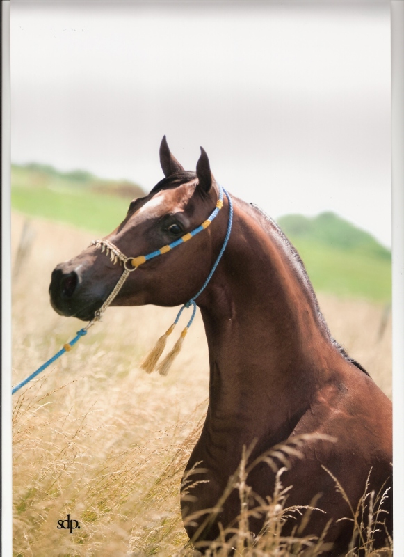 Details about   COUNTRY ARTISTS HORSES-ARABIAN STALLION "ENCHANTED STALLION" ITEM #3915 